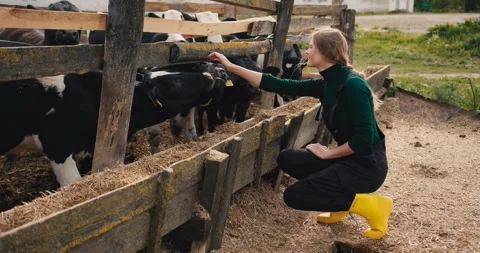 Young positive female worker taking care of dairy cows on livestock farm. Stock Footage 278024391