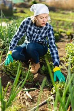Young positive woman weeds the garden beds beets Stock Photos