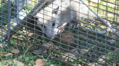 Young possum in trap Stock Footage 51854648