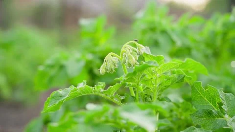 A young potato bush is preparing to bloom. Blooming potato buds in the early Stock Footage 204930297