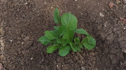Young potato bush on wind 스톡 동영상 58602200