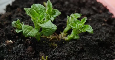 Young potato Stock Footage 132369788