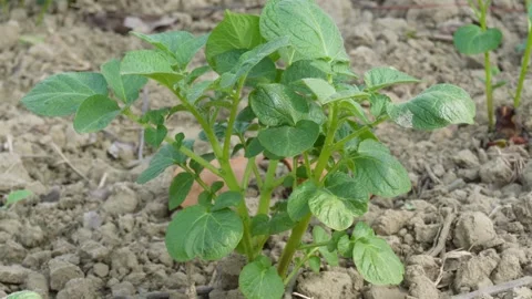 Young potato plants 库存影片 332585683