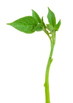 Young potato sprout Stock Photos
