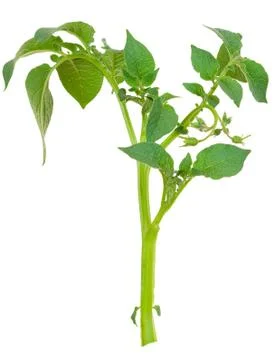 Young potato sprout Stock Photos