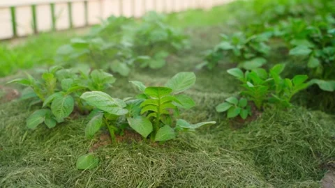 Young potato sprouts are sprayed against pests and diseases, close-up Stock-Footage 311459944