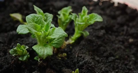Young potato sprouts Video stock 132369800
