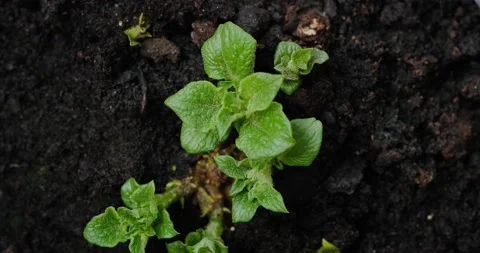 Young potato sprouts Stock Footage 132369832