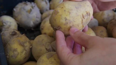Young potatoes in a box Stock Footage 277592353
