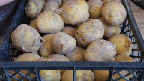 Young potatoes in a box Stock Footage 277592364
