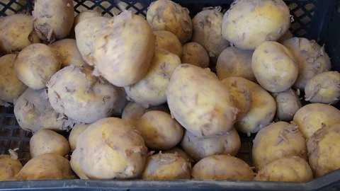 Young potatoes in a box Stock Footage 277592372
