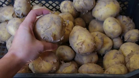 Young potatoes in a box Stock Footage 277592380