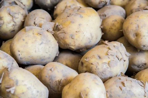Young potatoes in a box Stock Photos