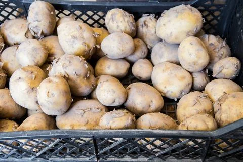 Young potatoes in a box Stock Photos