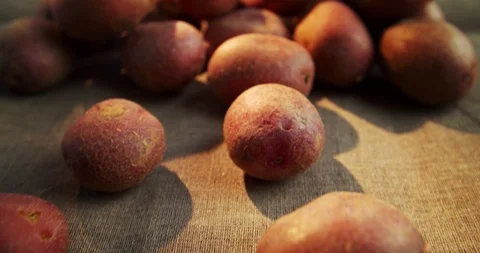Young potatoes, camera movement on a group of potatoes. Video stock 116619383