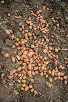 Young potatoes drying on soil in a kitchen garden Stock Photos