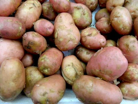 Young potatoes Stock Photos