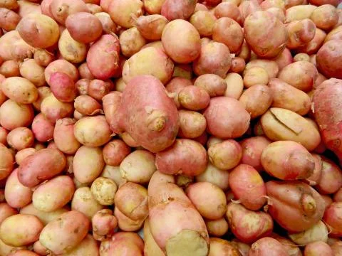Young potatoes Stock Photos