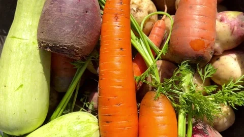 Young potatoes, red beets, carrots, zucchini Video stock 205527367