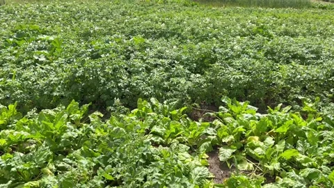 Young potatoes with sugar beets grow in the field Video stock 201270318
