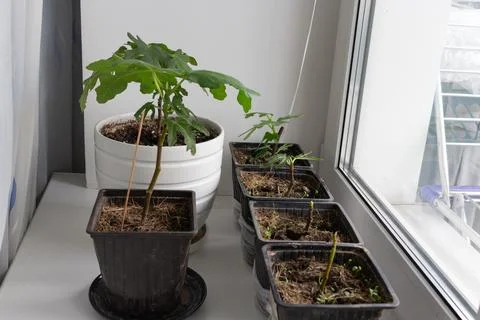Young potted fig seedlings standing in a row on a white windowsill inside a.. Fotos Stock