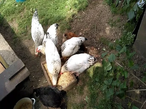 Young poultry eating in the backyard Stock Footage 80715819