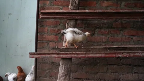 Young poultry walks on a perch Stock Footage 131002439