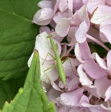 Young Praying Mantis Close up Stock Photos
