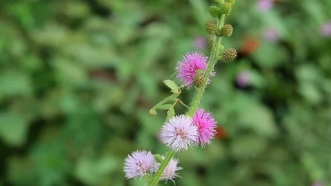 Young praying mantis on pink flower of mimosa pigra Stock Footage 69817337