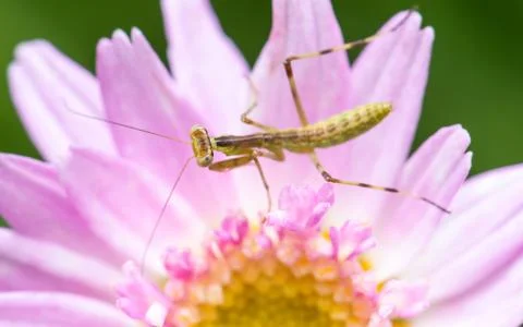 Young praying mantis on a pink flower Stock Photos