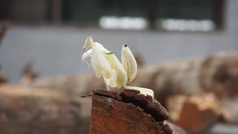 Young praying mantises Stock-Footage 235923065