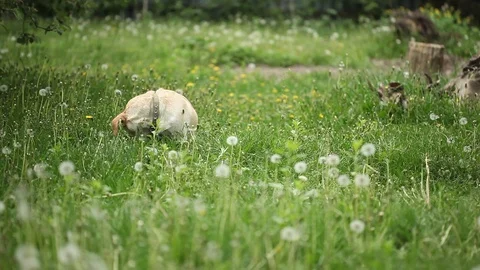 Young pretty dog Stock Footage 93975925