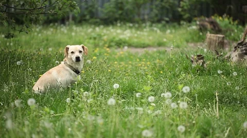 Young pretty dog Stock Footage 93975931