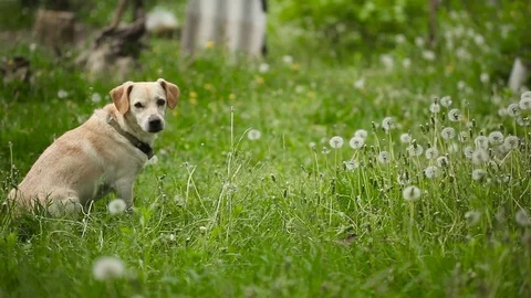 Young pretty dog Stock Footage 93975941