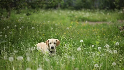 Young pretty dog Stock Footage 93975950