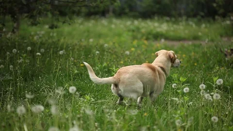 Young pretty dog Stock Footage 93975954