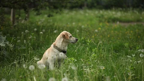 Young pretty dog Stock Footage 93975956