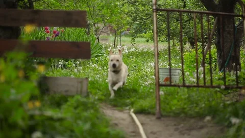 Young pretty dog Stock Footage 93975958