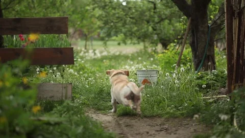 Young pretty dog Stock Footage 93975970