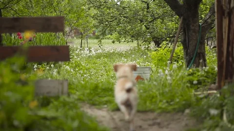 Young pretty dog Stock Footage 93975973