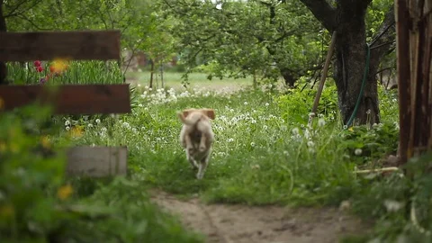 Young pretty dog Stock Footage 93975977