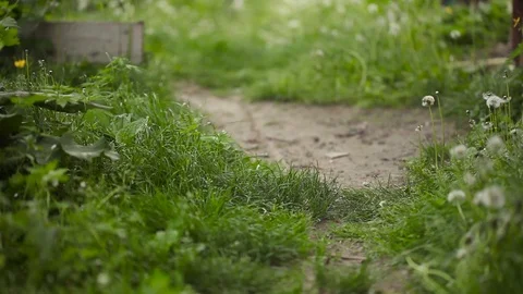 Young pretty dog Stock Footage 93975983
