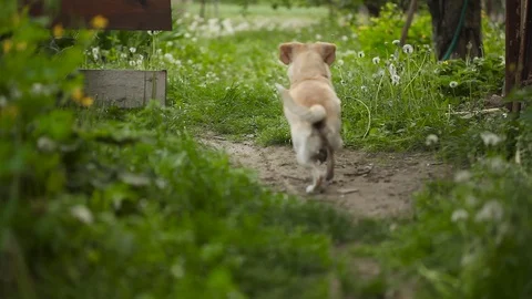 Young pretty dog Stock Footage 93975985