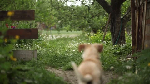 Young pretty dog Stock Footage 93975988