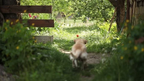 Young pretty dog Stock Footage 93975990