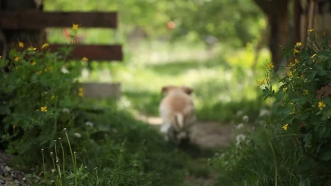 Young pretty dog Stock Footage 93975998