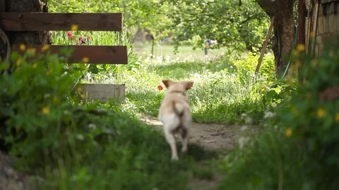 Young pretty dog Stock Footage 93975999