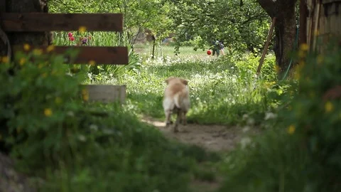 Young pretty dog Stock Footage 93976011