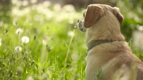 Young pretty dog Stock Footage 93976013