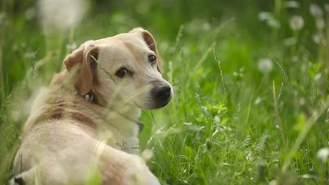 Young pretty dog Stock Footage 93976015